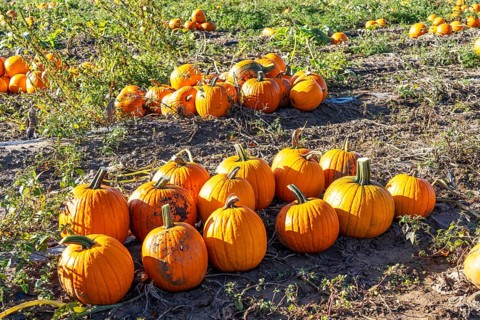 Pumpkin field, ripe pumpkins, shortly in front of harvest, near Neuss, North Rhine-Westphalia,