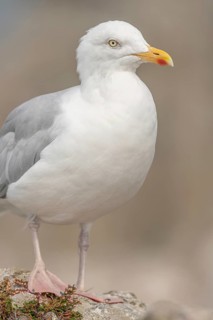 Portrait of a herring gull (Larus argentatus) in the cliffs of the Atlantic Ocean. Camaret, Crozon,