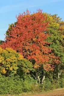 Row of trees, cherry (Prunus) and maple (Acer) with autumn leaves at the edge of a field, blue sky,