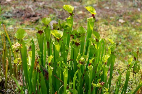Yellow pitcherplants (Sarracenia flava), Botanical Garden, Erlangen, Middle Franconia, Bavaria,