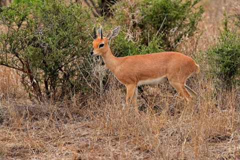 Steenbok (Raphicerus campestris), adult, male, foraging, vigilant, dwarf antelope, Kruger National