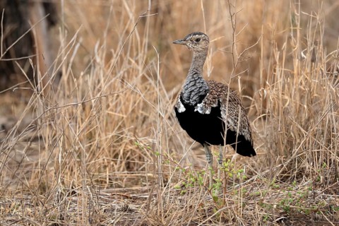 Red-crested Bustard (Lophotis ruficrista), adult, foraging, alert, Kruger National Park, Kruger
