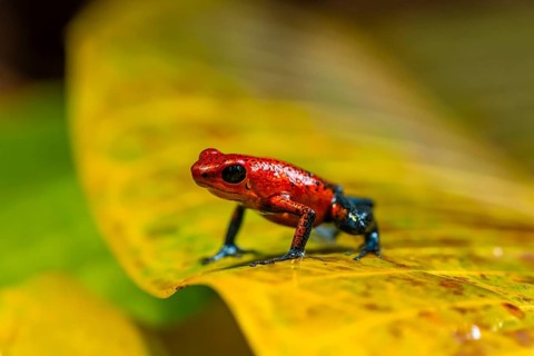 Strawberry poison-dart frog (Oophaga pumilio) sitting on a yellow leaf, Heredia province, Costa