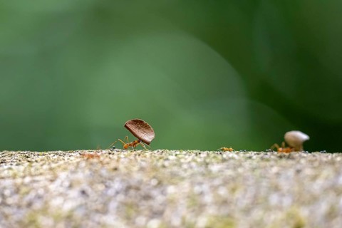 Leaf-cutter ant (Atta cephalotes) carrying a piece of leaf, Corcovado National Park, Osa Peninsula,