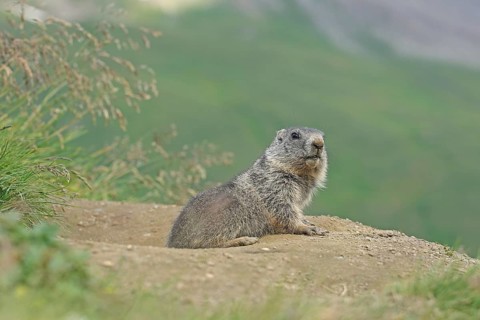 Marmot (Marmota), Grossglockner High Alpine Road, Salzburger Land, Austria, Europe