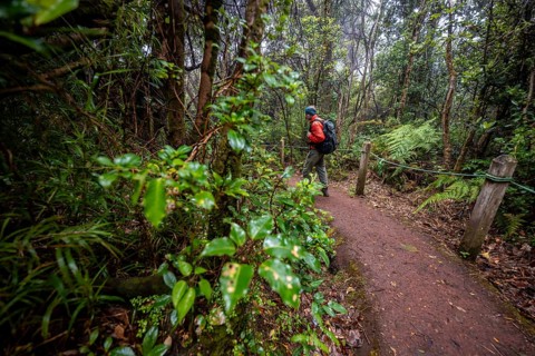Young man on hiking trail through foggy rainforest, dense vegetation, Poás National Park, central