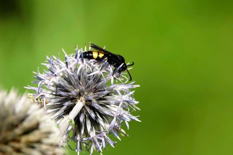 Scolia hirta, summer, Saxony, Germany, Europe