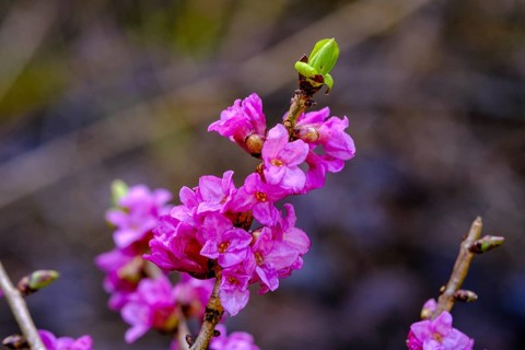 Daphne, flowers (Daphne mezereum), Prem near Lechbruck, Upper Bavaria, Bavaria, Germany, Europe