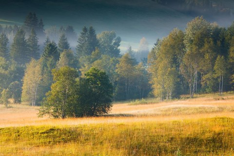 Vegetation in the Rothenthurm raised bog. Canton Schyz, Switzerland, Europe
