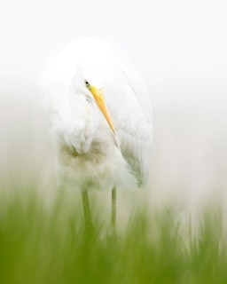 Great egret (Ardea alba) foraging, portrait, white plumage, hunting mice, floodplain landscape,