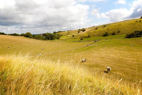 Ancient terraced fields known as strip lynchets cut into a chalk scarp slope at Bishopstone,