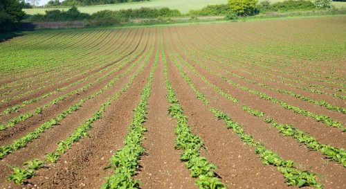 Lines of potato crop growing up a hillside, Bures, Essex, England, United Kingdom, Europe