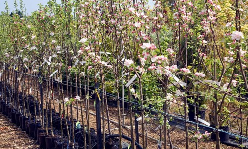Apple trees in blossom at Swanns nursery garden centre, Bromeswell, Suffolk, England, United