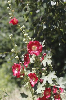 Flowering hollyhock (Alcea rosea), North Rhine-Westphalia, Germany, Europe