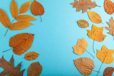 Composition with yellow and brown autumn leaves on blue pastel background. flat lay, top view,