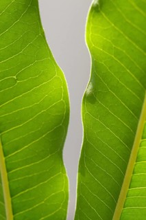 Young light green leaves of tropical plant with sunlight in a botanical garden Closeup. Blurred