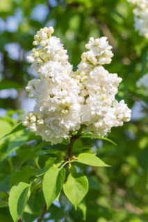 Blooming lilac in the botanical garden in spring