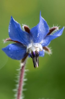 Borage (Borago officinalis), Emsland, Lower Saxony, Germany, Europe