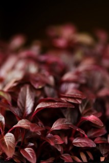 Closeup view of leaves of sprouted amaranth seeds, photo with shallow depth of field