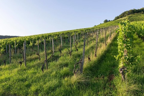 Vineyard at Korber Kopf is grubbed up due to uneconomical conditions, low yield, age, diseases,