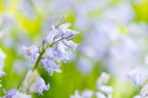 Bright purple bluebells, blossoms, flower meadow, wildflowers on a sunny day in spring, spring,