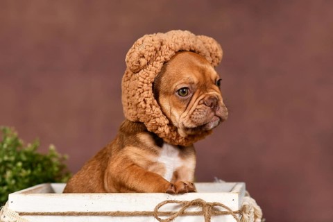 Cute French Bulldog puppy wearing teddy bear costume hat in fornt of brown background