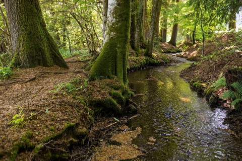 Stream and hiking trail in the forest, Heidenwuhr, Rickenbach, Hotzenwald, Southern Black Forest,