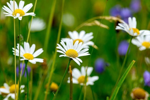 Flowering marguerite (Leucanthemum), colourful flowers and grasses in a wild, natural flower
