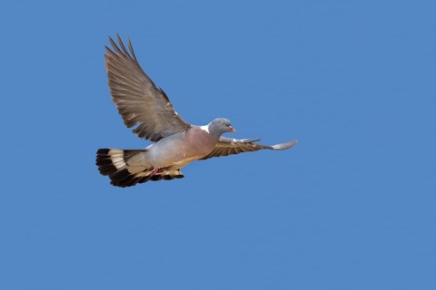 Common wood pigeon (Columba palumbus) in flight against blue sky