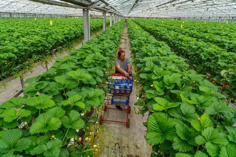 Harvesting strawberries, harvest helper, strawberry cultivation in the greenhouse, young strawberry