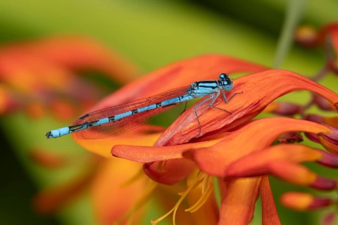 Common blue damselfly (Enallagma cyathigerum) adult insect resting on a Crocosmia flower in a
