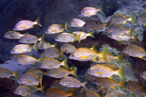 A shoal of bastard grunt (Pomadasys incisus) swimming near a reef. Dive site Cueva del Tiburon, Las