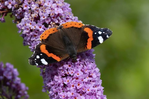 Red admiral butterfly (Vanessa atalanta) adult insect feeding on a purple garden Buddleja flower,