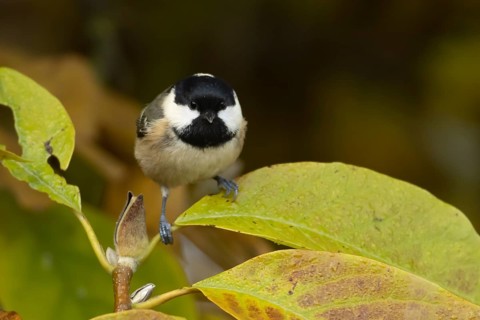 Coal tit (Periparus ater) adult bird amongst autumnal leaves of a garden Magnolia tree in the