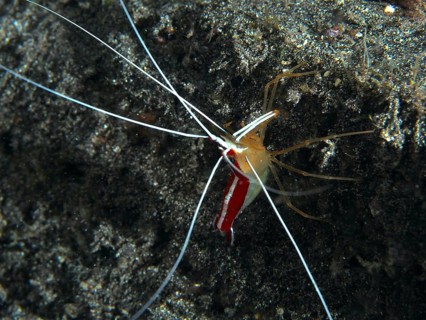 Atlantic pacific cleaner shrimp (Lysmata grabhami), cleaner shrimp with long antennae on dark lava.