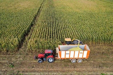 Maize harvest, combine harvester, chopper works its way through a maize field, the silage is pumped