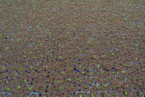 Horticultural business, greenhouse, flower pots, young plants, cape daisies, osteospermum, growing