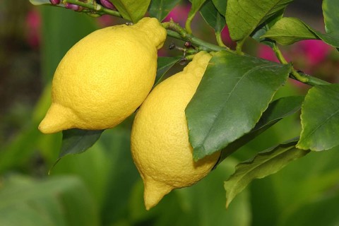 Lemons on the bush, lemon tree, fruit, fruits, Spain, Europe