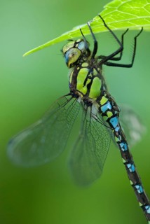 Southern Hawker (Aeshna cyanea), male animal, Hattinger Hügelland, North Rhine-Westphalia, Germany,