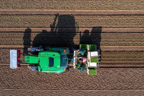 Agriculture, herb gardening, parsley is planted in rows in a field with a planting machine