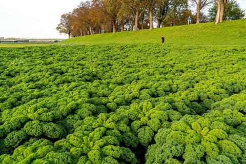 Kale field, growing area in the south of Düsseldorf, Volmerswerth district, on the Rhine, North