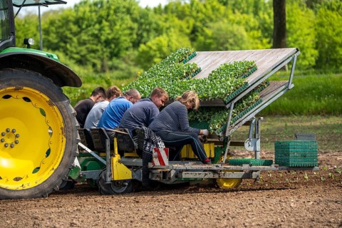 Cabbage, Kappes, is planted in a field, labourers put the young plants, with a bale of substrate,