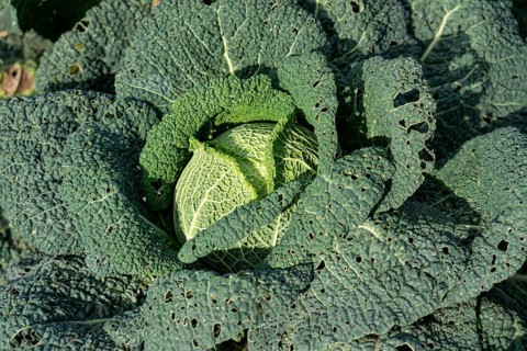 Agriculture, Savoy cabbage heads growing in a field