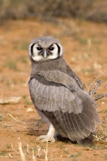 Milk Eagle Owl, (Bubo lacteus), Milk Eagle Owl colourful young bird Kalahari Gemsbok NP, South