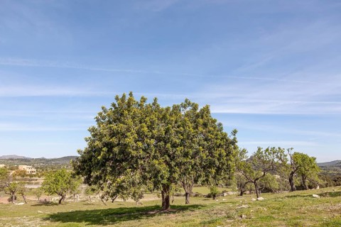 Holm oak (Quercus ilex), Majorca, Balearic Islands, Spain, Europe