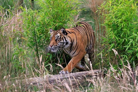 Sumatran tiger (Panthera tigris sumatrae), adult, stalking, vigilant