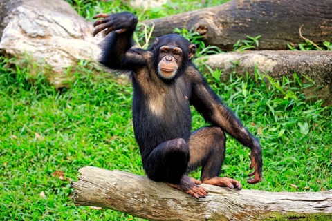 Chimpanzee (Pan troglodytes troglodytes), subadult, half-grown, imposing behaviour