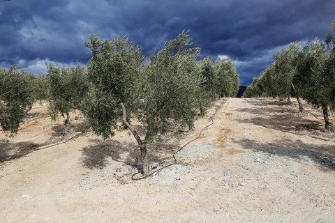 Landscape of dramatic storm clouds over olive trees, Uleila del Campo, Almeria, Spain, Europe