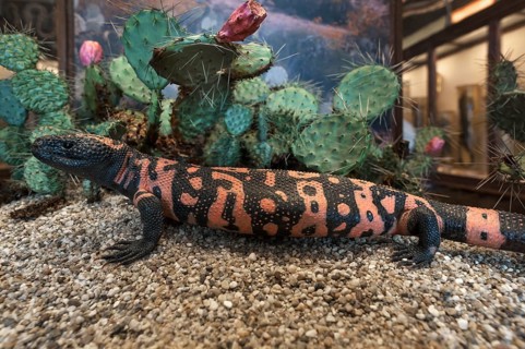 Crustacean lizard or gila monster (Heloderma suspectum), Natural History Museum, opened 1889,