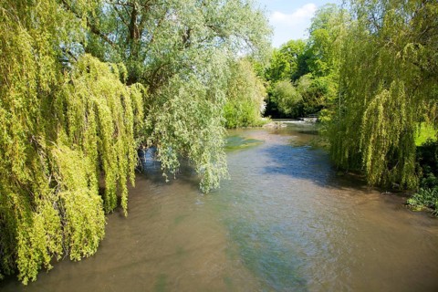 River Avon chalk river at Amesbury, Wiltshire, England overhanging willow tree branches